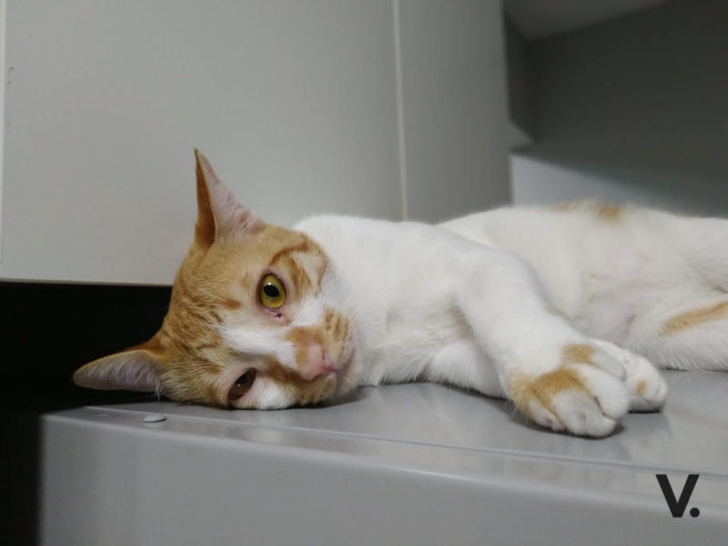 ASUS ZenFone Max Pro sample photos
