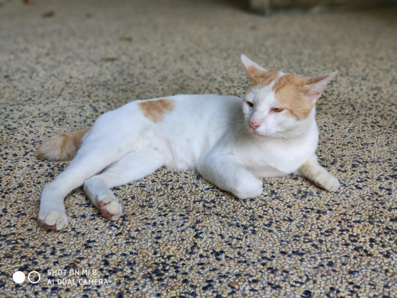 Xiaomi Mi 8 sample shot