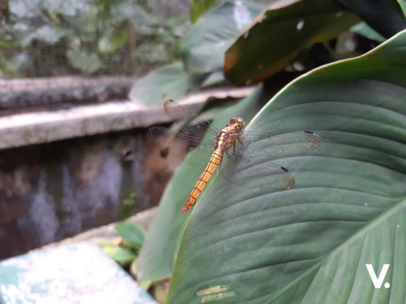 Samsung Galaxy A30 sample photo
