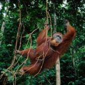 AWS x WWF-Indonesia