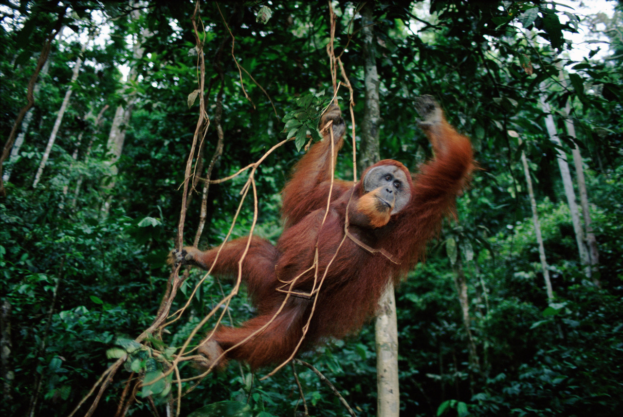 AWS x WWF-Indonesia