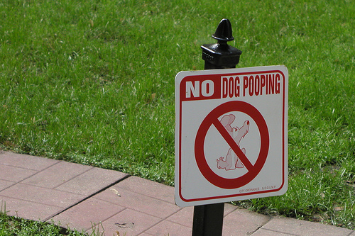 Dog-Poop-on-Lawn