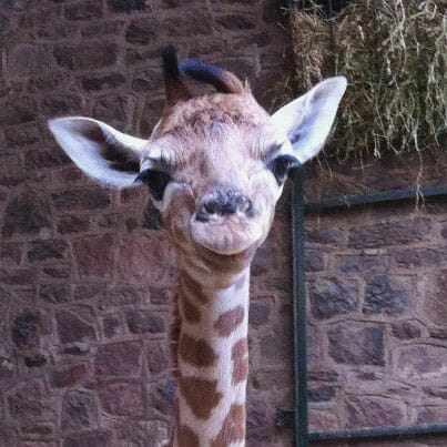 Millie_the_giraffe