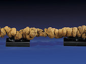 Prehistoric poo